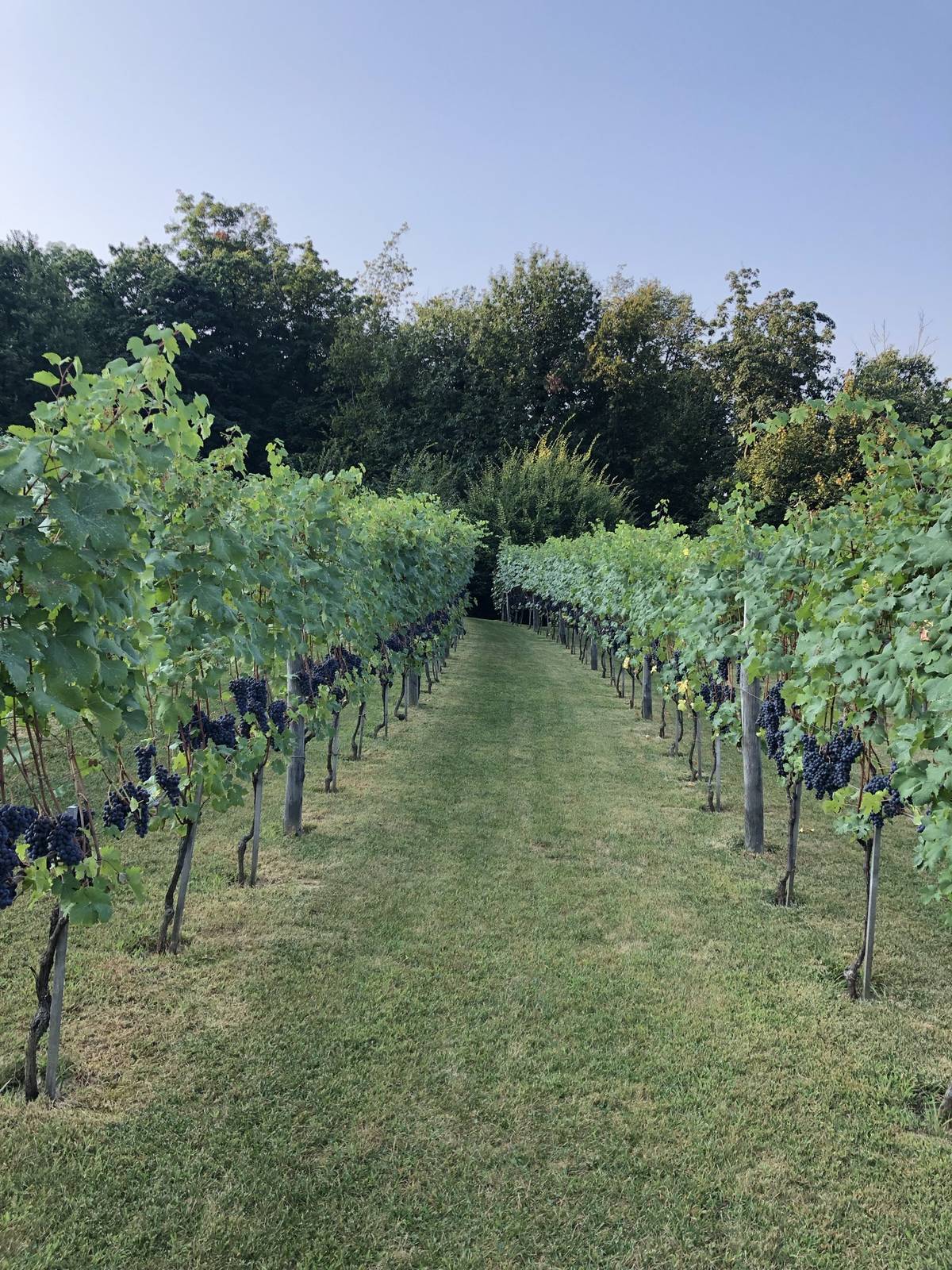 La Darbia — i filari del vigneto di Nebbiolo