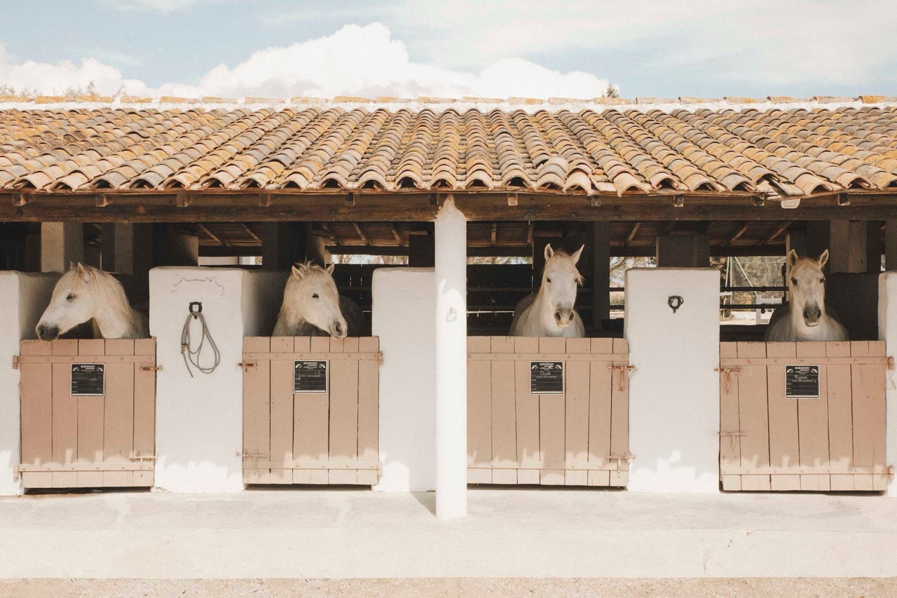Les Bains Gardians — cavalli in Camargue