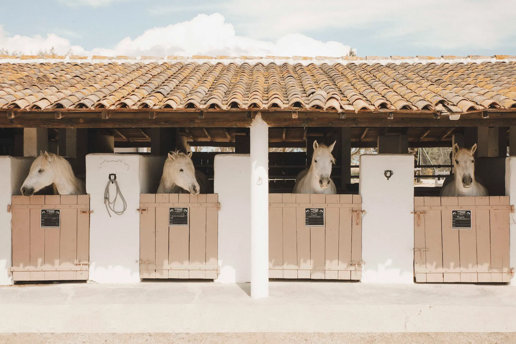 Les Bains Gardians — cavalli semi-bradi